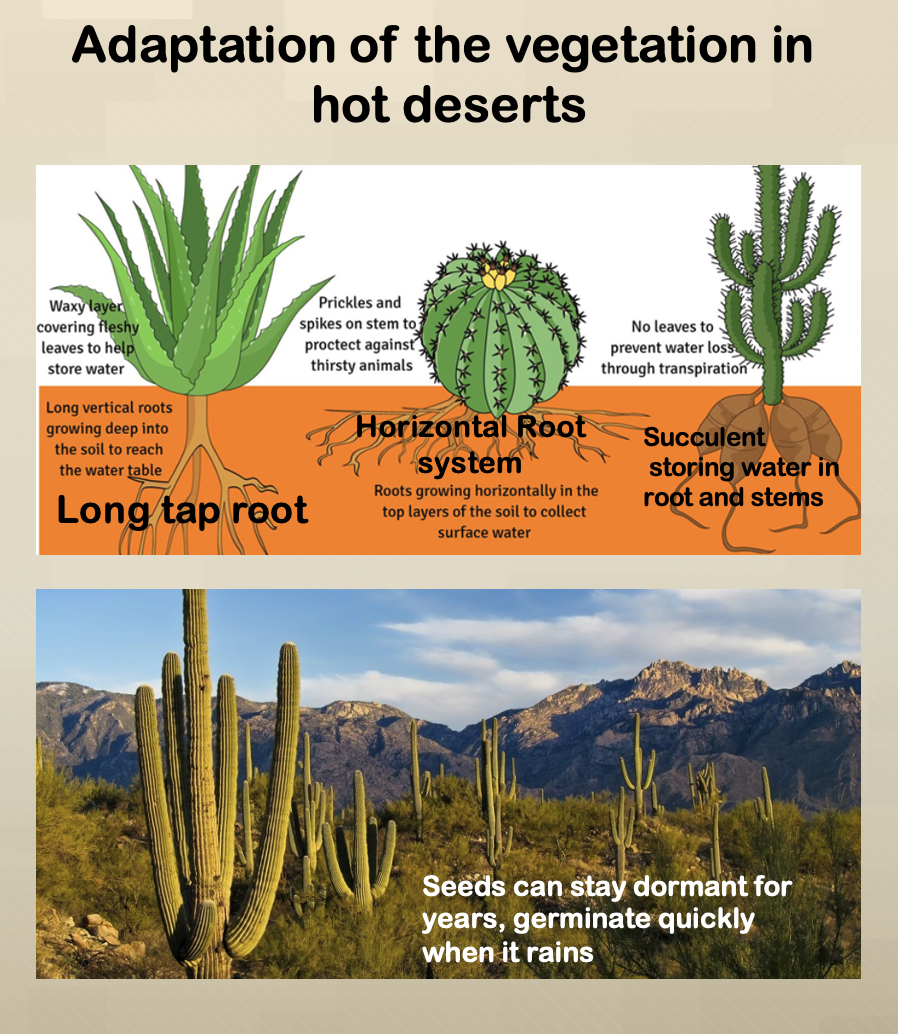 Tropical Deserts and Arid Environments – BuddingGeographers